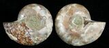 Small Desmoceras Ammonite Pair #5314-1